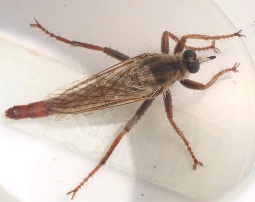 Réf. 327 246 : Stenopogon junceus